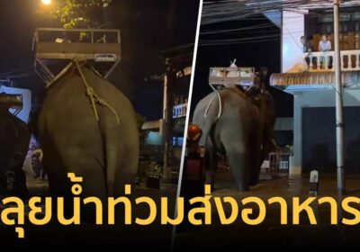 ช้างฝ่าน้ำท่วมส่งเสบียงให้ผู้ประสบภัย หลังน้ำท่วมสูงเรือ-รถเข้าลำบาก