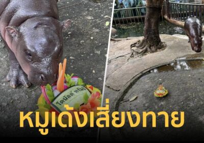 หมูเด้ง เสี่ยงทาย เลือกตั้งประธานาธิบดีสหรัฐฯ