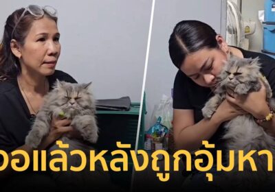 พบแล้ว “น้องปูนิ่ม” แมวพันธุ์เปอร์เซียที่ถูกคนร้ายอุ้มหายไปกว่า 3 วัน