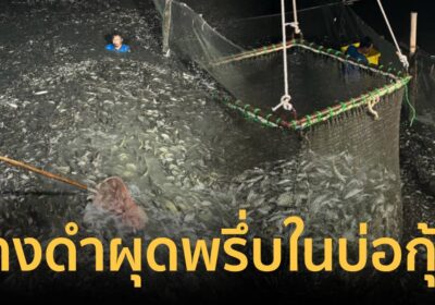 ดูเอาเอง! คางดำลั้นลาในบ่อจับกุ้งเจอปลาฝูงใหญ่ 6,000 กิโลกรัม