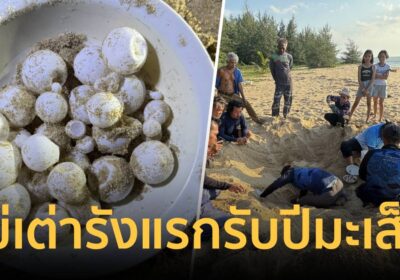 ไข่เต่ารังแรกของปี 68 แม่เต่ามะเฟืองแวะวางไข่ที่หาดจ.พังงา