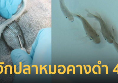 ทีมวิจัยกรมประมง ผลิตปลาหมอคางดำ 4n ผสมพันธุ์ 2n ให้ลูกเป็นหมันสำเร็จ