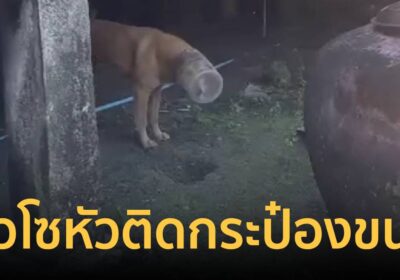 สงสาร! น้องหมาหิวโซมุดกินขนมหัวติดกระป๋อง 5 วัน