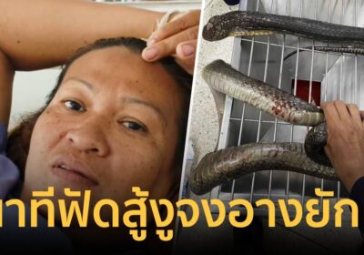 เปิดใจสาวใหญ่ฮึดสู้ ถูกงูจงอางใหญ่หนักกว่า 4.7 กิโลฉกแผลเหวอะ