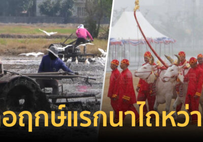 ชาวนาชัยนาท ไถดินเตรียมหว่านข้าว วันพืชมงคล เบิกฤกษ์แรกนา