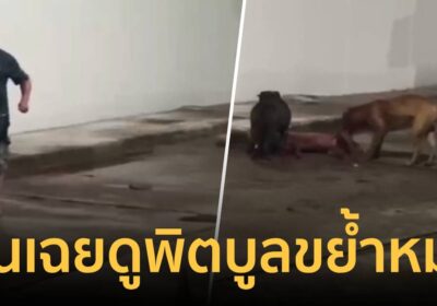 เพื่อนบ้านผวา! ฝรั่งโหดยืนดู 2 พิตบูลขย้ำหมาชาวบ้านดับอนาถ