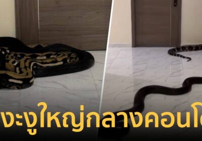 สยอง!งูใหญ่โผล่กลางคอนโด แก้เผ็ดลูกบ้านที่เลี้ยงหมาแมว