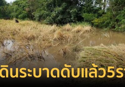 ปี 2568 อีสานตอนล่าง พบป่วย โรคไข้ดิน แล้ว 147 ราย เสียชีวิต 5 ราย