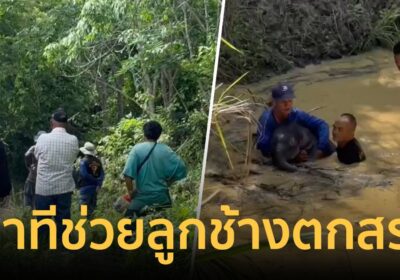 นาทีเสี่ยงช่วยลูกช้างป่าตกสระ ท่ามกลางฝูงช้างป่า