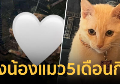 ใจสลาย! ลุงเก็บของเก่า ปิ้งน้องแมว 5 เดือนกิน ตำรวจชี้เอาผิดไม่ได้