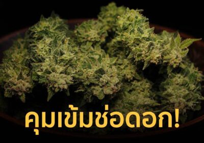 ป.ป.ส. ย้ำ กัญชาไม่เสรี ชี้ประกาศ สธ. ช่อดอก ซื้อ-ขายต้องมีใบสั่งแพทย์