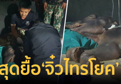 สุดยื้อ! ‘จิ๋วไทรโยค’ ลูกช้างป่าพลัดหลง ดาวดวงใหม่กลับสวรรค์