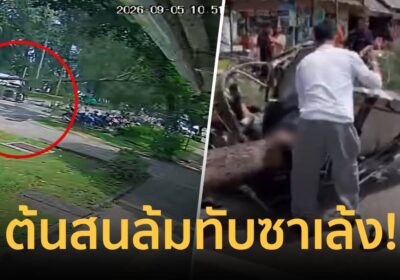 นาทีระทึก! ต้นสนขนาดใหญ่ริมหาด จ.กระบี่ ล้มทับรถซาเล้ง เจ็บสาหัส 2 ราย