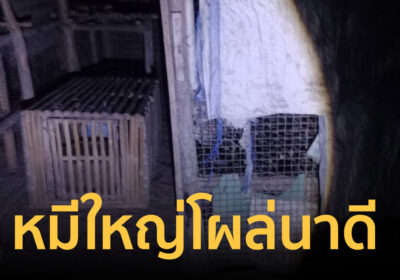 เตือนภัย! หมีใหญ่บุกเล้าไก่ชาวบ้านนาดี นั่งกินกลางดึกก่อนหนีเข้าป่า