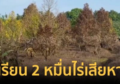 จันทบุรีวิกฤตหลังน้ำท่วม! ทุเรียนยืนต้นตาย 2 หมื่นไร่