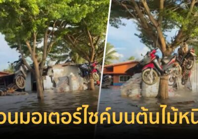 ไอเดียสุดล้ำ! ชาวบางคล้าแขวนมอเตอร์ไซค์บนต้นไม้ หนีน้ำท่วม