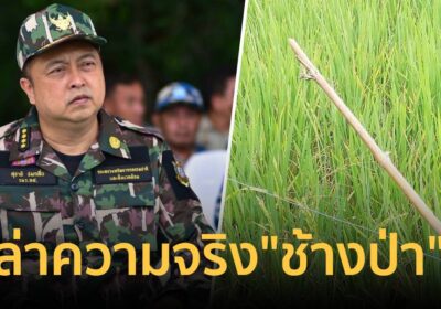 "สุชาติ" สั่งล่าความจริง! ช้างป่าล้มกลางนา สั่งเร่งพิสูจน์สาเหตุ