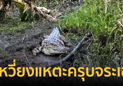 ผงะ! จระเข้ตัวโตโผล่ทุ่งนาสามโคก เจ้าหน้าที่ปิดล้อมหว่านแหจับวุ่น