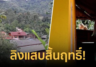 ลิงเบตงสิ้นฤทธิ์! วางกรงดัก 3 วัน สำเร็จด้วยนม หลังสร้างความเดือดร้อน
